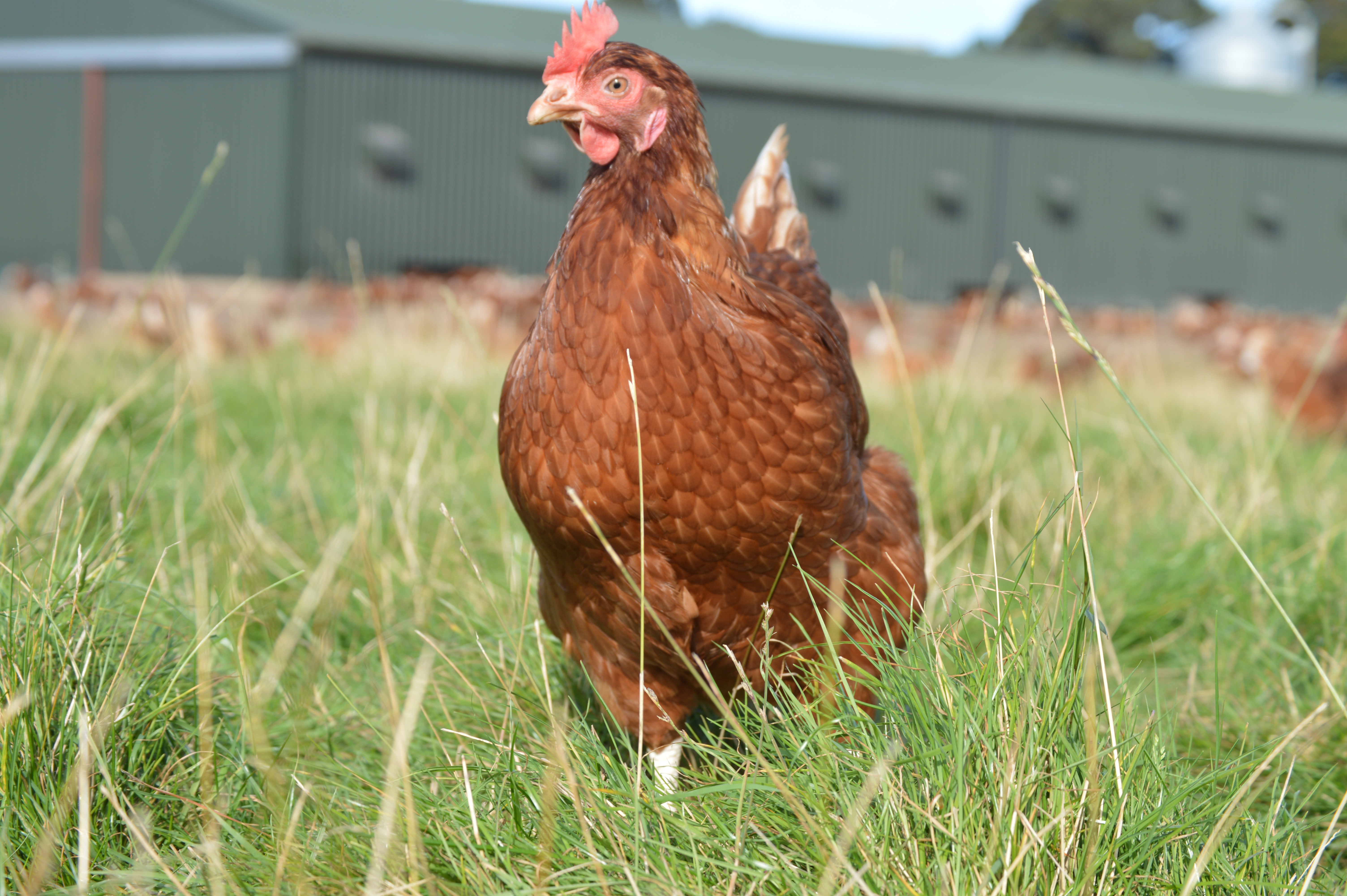 hen with shed in backgroun