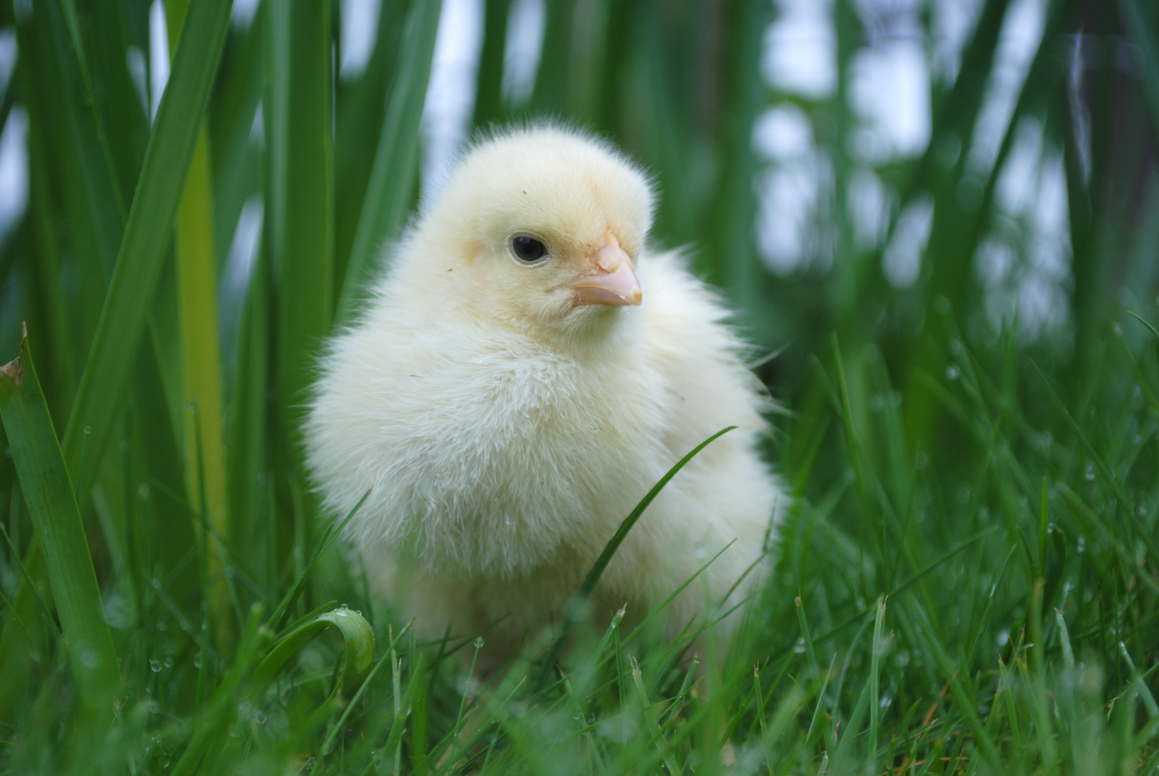 smaller wall art - chick