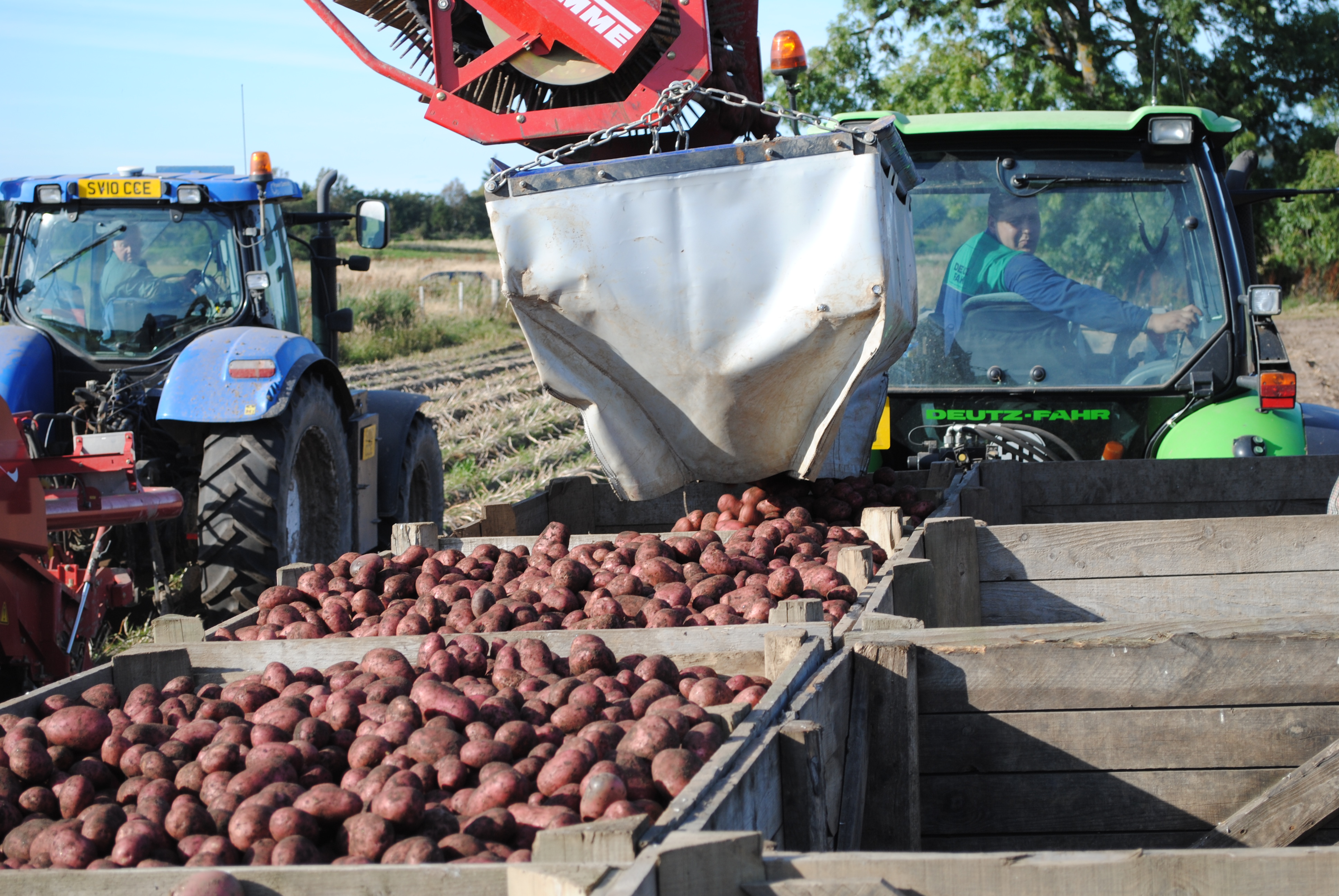 tattie lifting 001