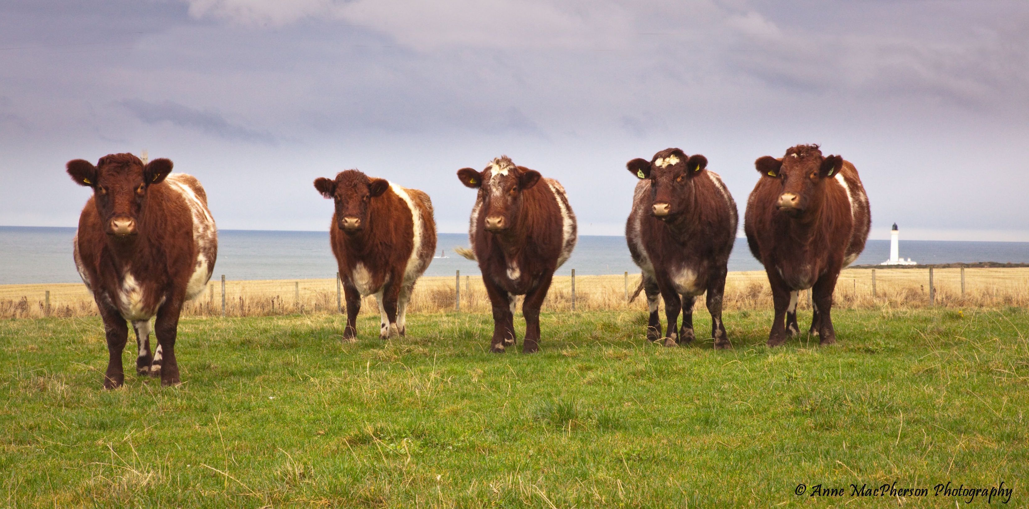 wall art - shorthorns
